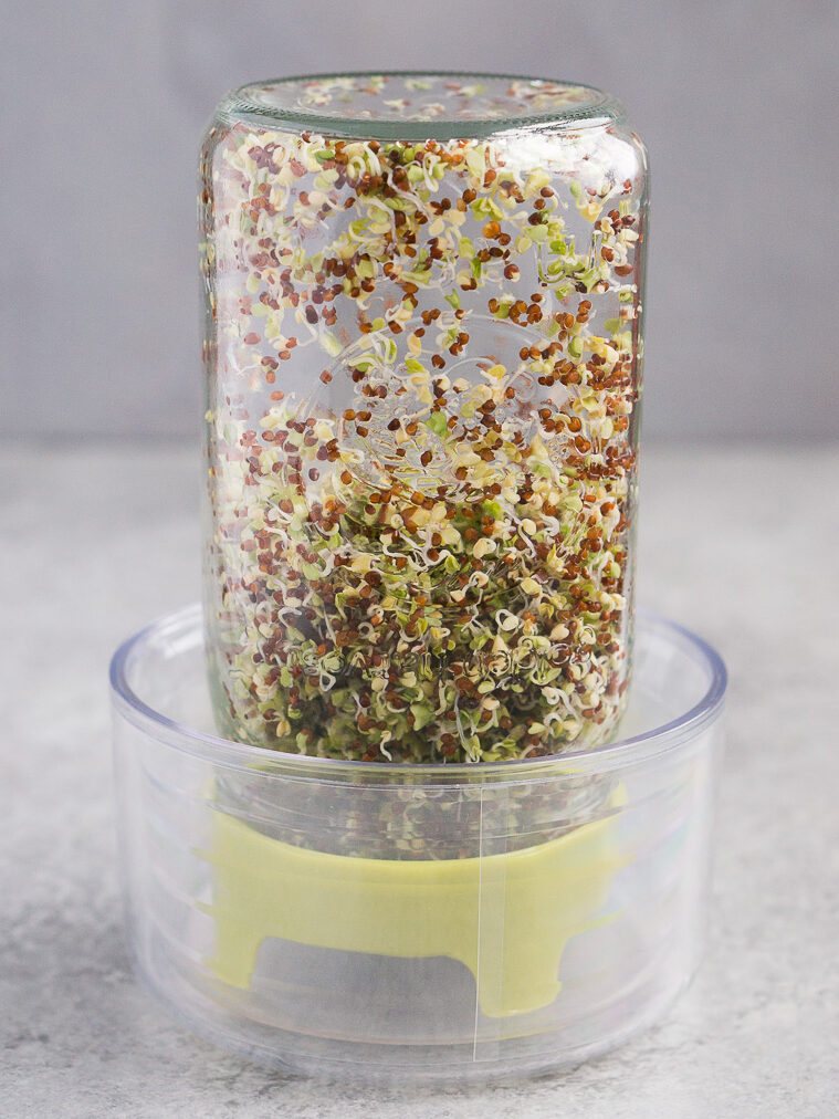 pale shoots begin to grow from the seeds