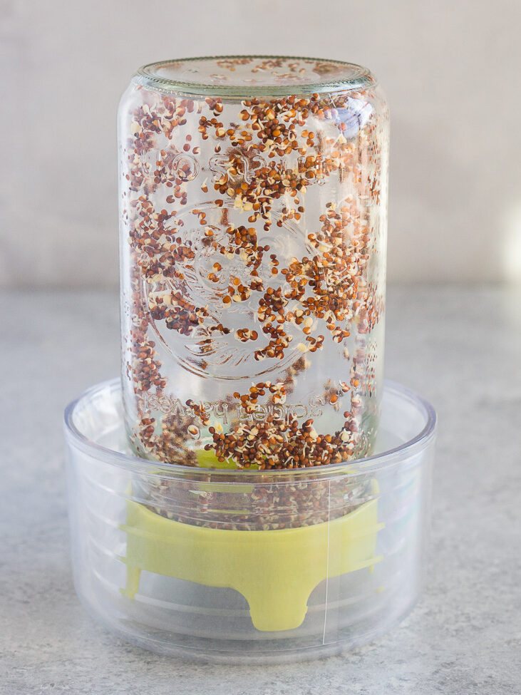 sprouting broccoli seeds in a jar