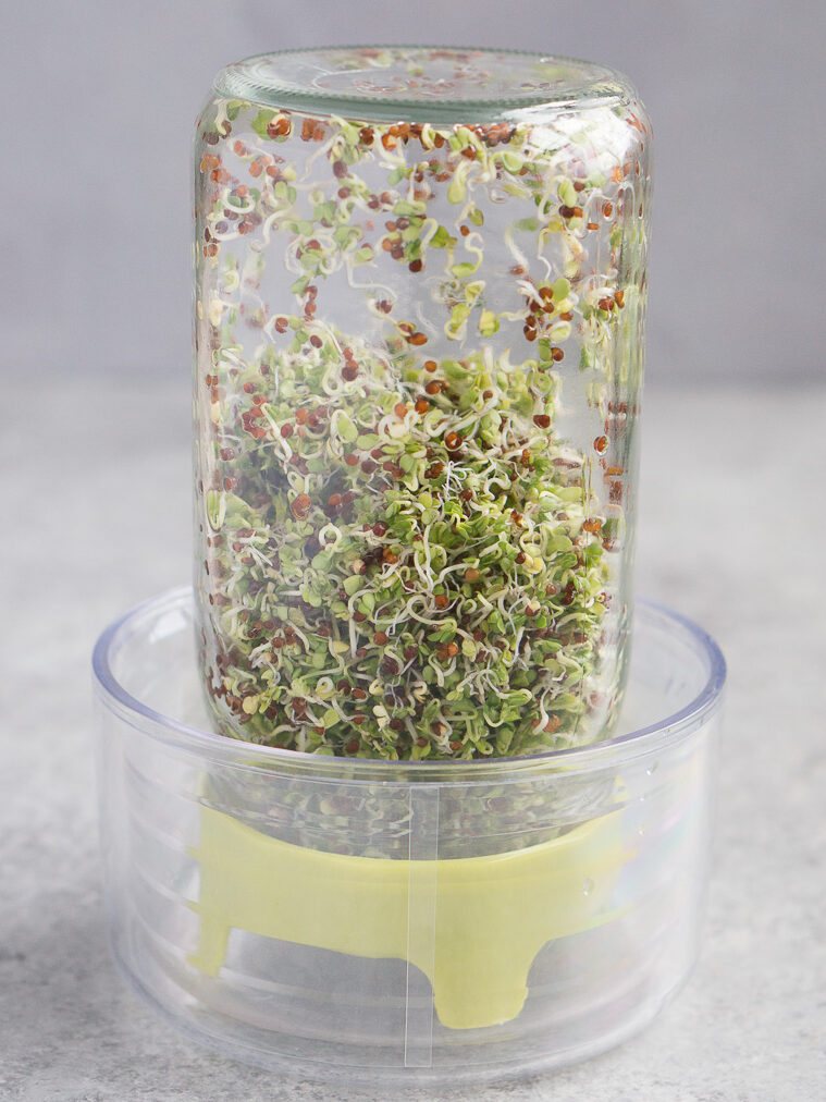 growing broccoli sprouts at home