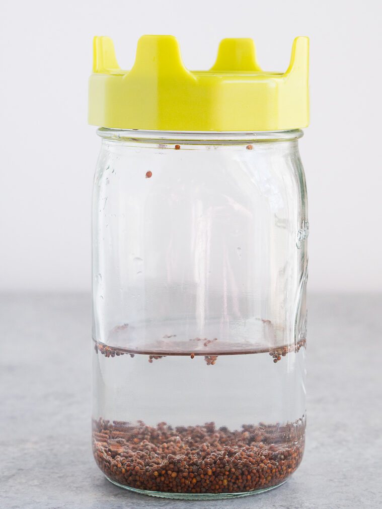 soaking broccoli seeds in a jar