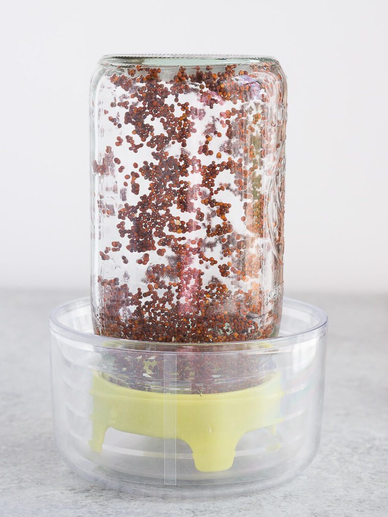sprouting broccoli seeds at home