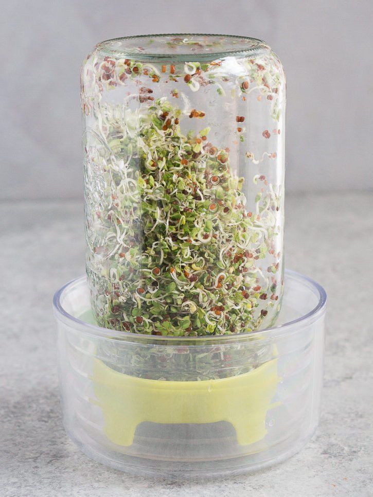 longer sprouts grown at home with a sprouting jar