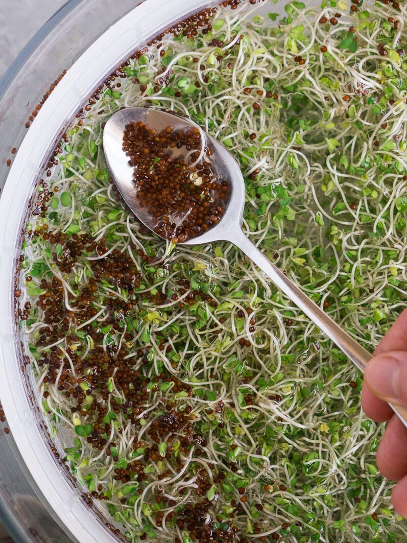 harvesting broccoli sprouts