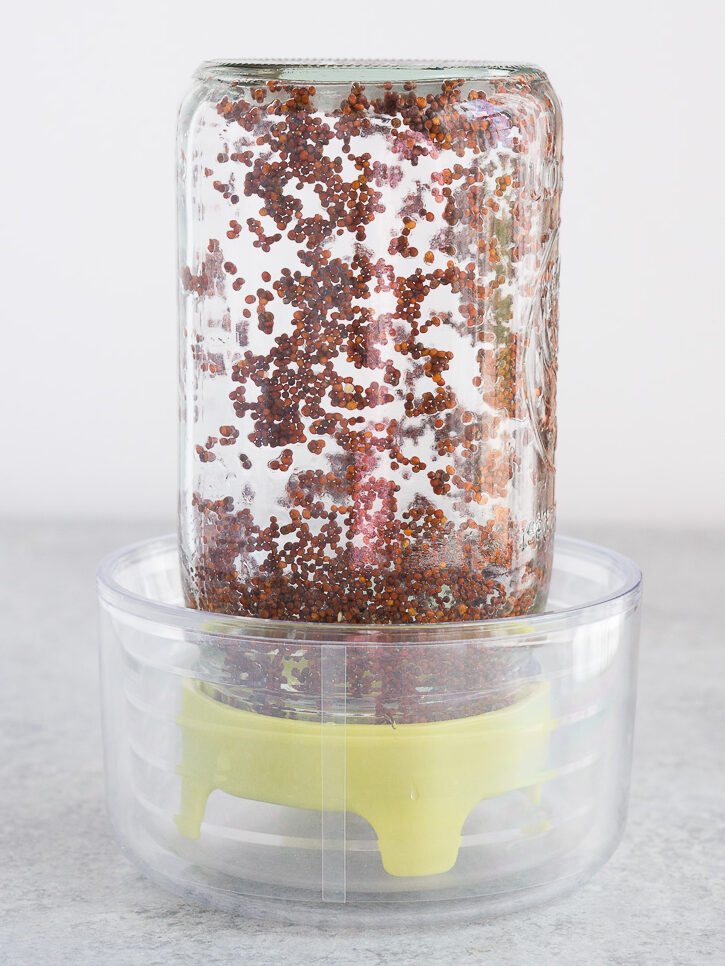sprouting broccoli seeds at home