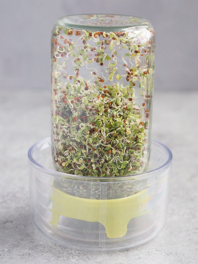 growing broccoli sprouts at home
