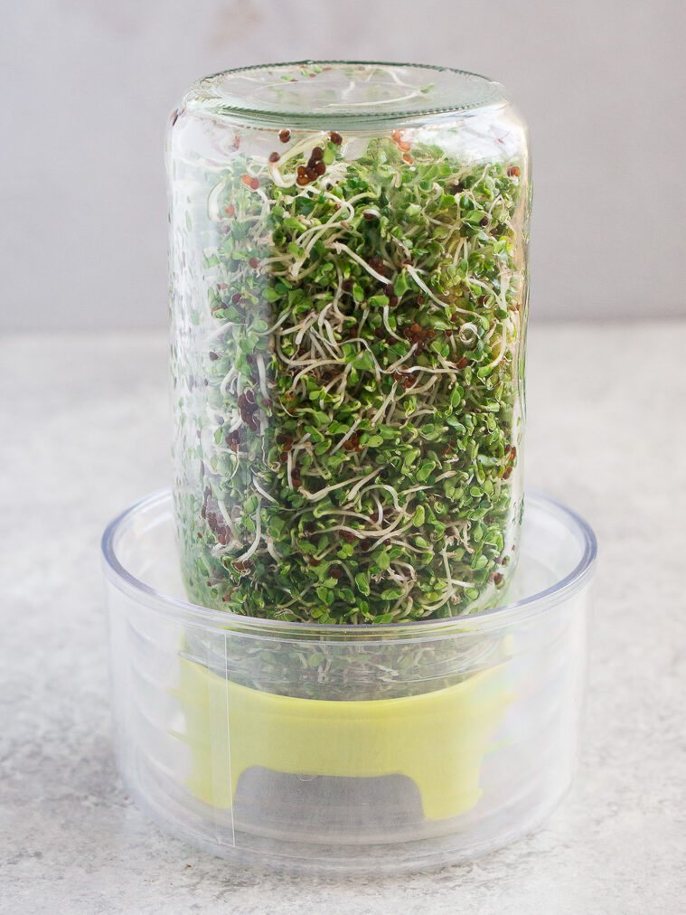 mature broccoli sprouts in a jar