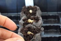 Unlock Indoor Seed Success with Peat Pellets