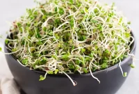 Simple Steps to Abundant Broccoli Sprouts