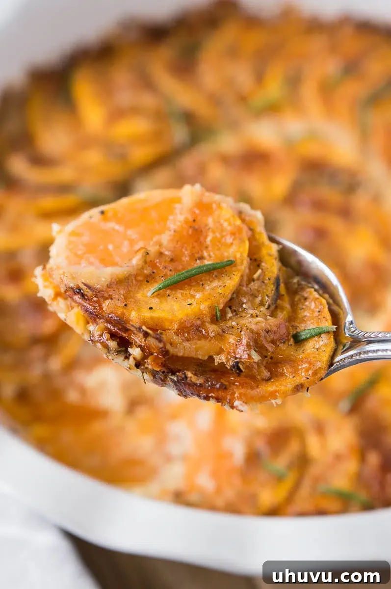 Close up of scalloped sweet potatoes on a spoon, showing creamy layers