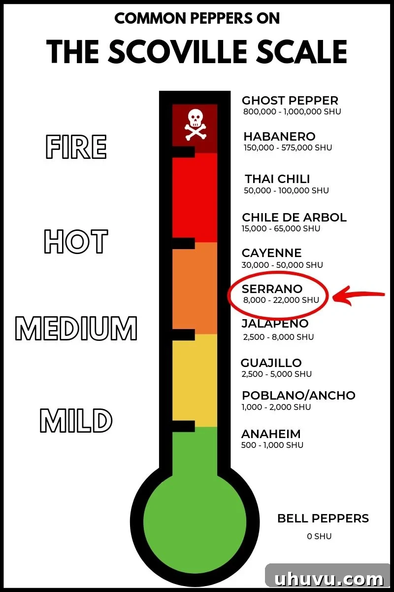 Decoding Serrano Peppers 3 An illustrative graphic showing a Serrano pepper placed within the mid-range of the Scoville scale, highlighting its heat level relative to other common chili peppers like bell peppers, jalapeños, and habaneros.