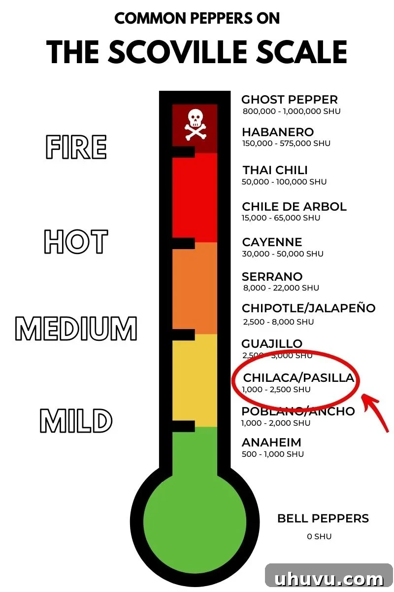 A close-up image showing a Pasilla pepper (chile pasilla) with an overlay of the Scoville scale, visually representing its mild heat level relative to other common chili peppers.