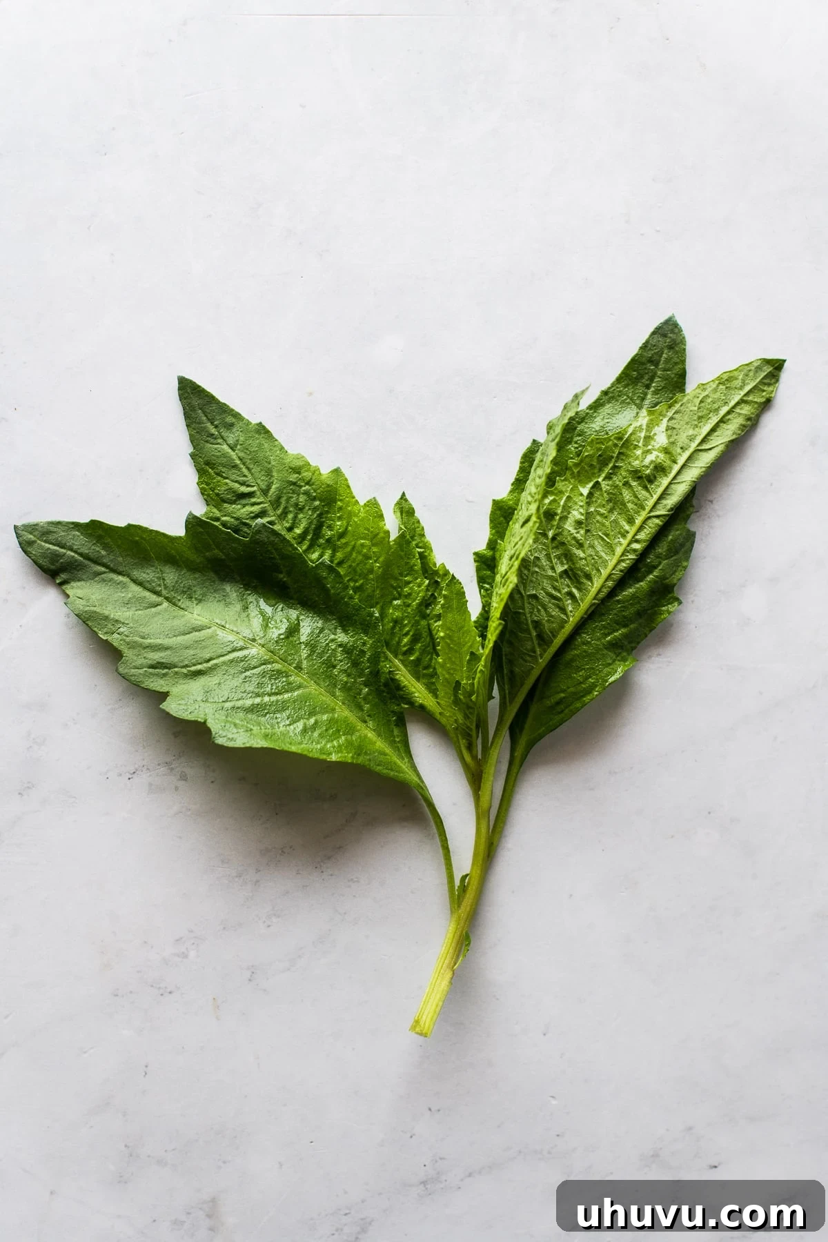 Epazote The Aromatic Heart of Mexican Cuisine 3 A small sprig of fresh epazote leaves on a marble countertop, showing its detailed leaf structure.