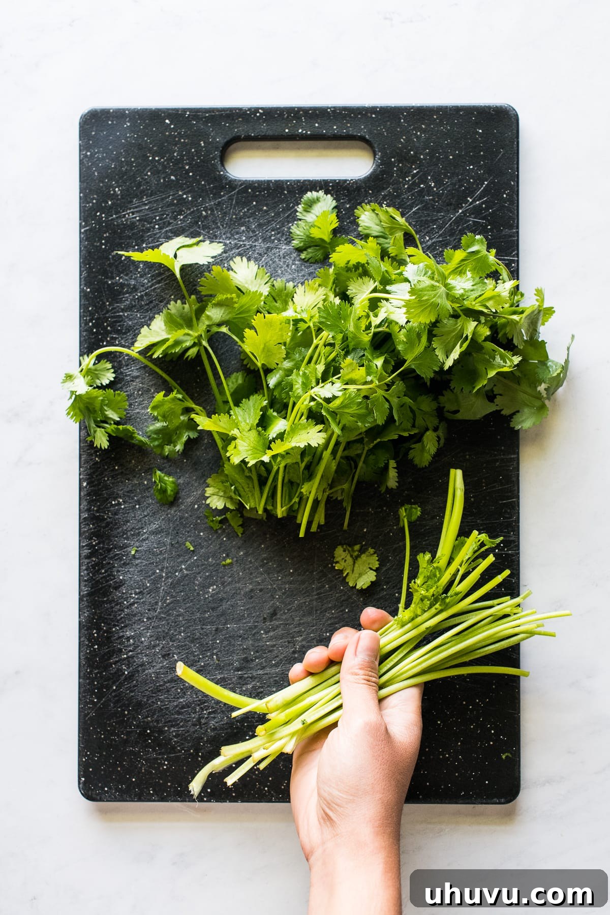 A bunch of cilantro with the long stems cut off.