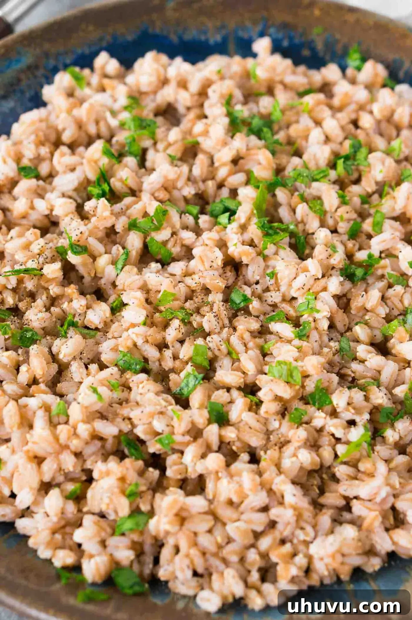 Close-up of cooked farro on a plate, highlighting its texture and golden color
