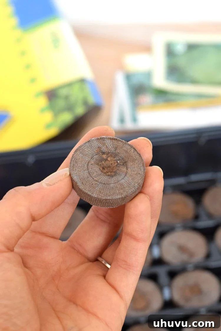Unlock Indoor Seed Success with Peat Pellets 3 Dehydrated peat pellets arranged neatly in a plastic growing tray, ready for hydration.