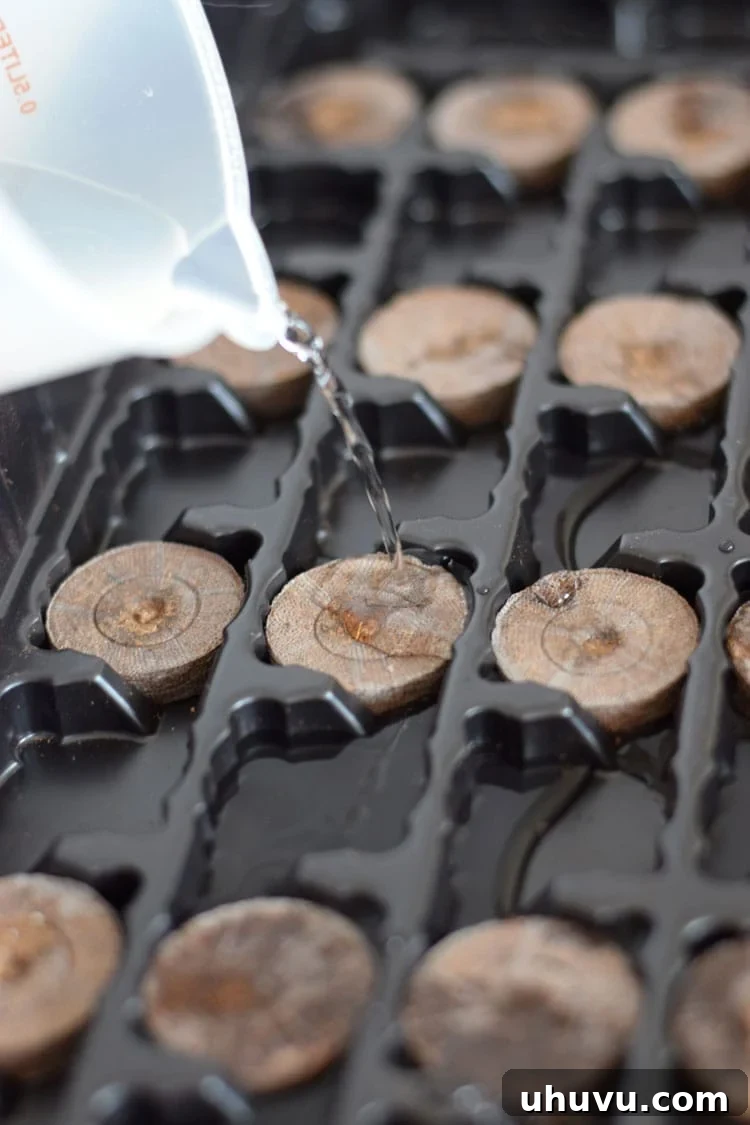 Unlock Indoor Seed Success with Peat Pellets 4 Adding water to the tray containing peat pellets, initiating their expansion.