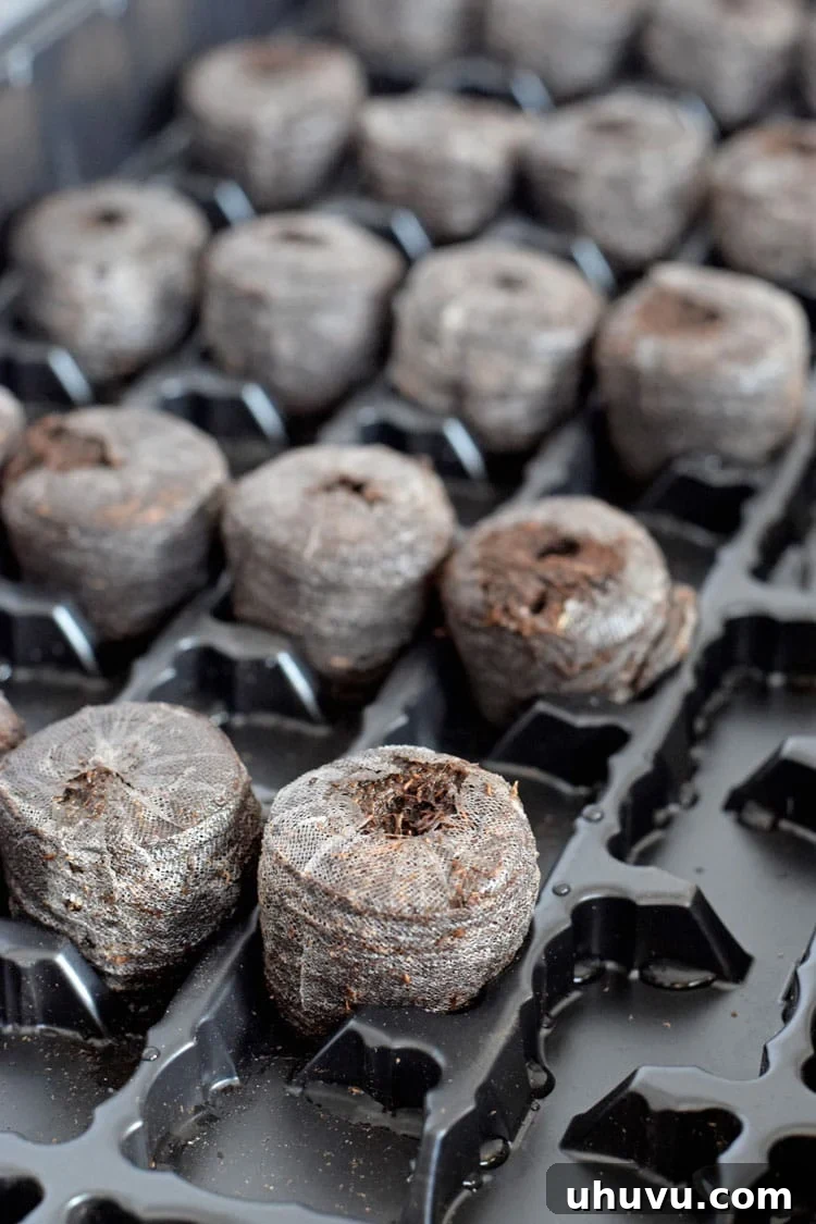 Unlock Indoor Seed Success with Peat Pellets 5 Fully expanded peat pellets in a tray, showing the transformation after water absorption.