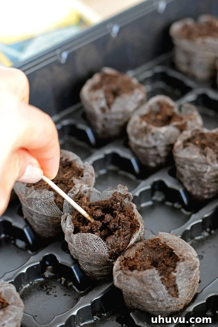 Unlock Indoor Seed Success with Peat Pellets 6 Preparing the top of an expanded peat pellet by gently tearing the netting and creating a small well for seeds.