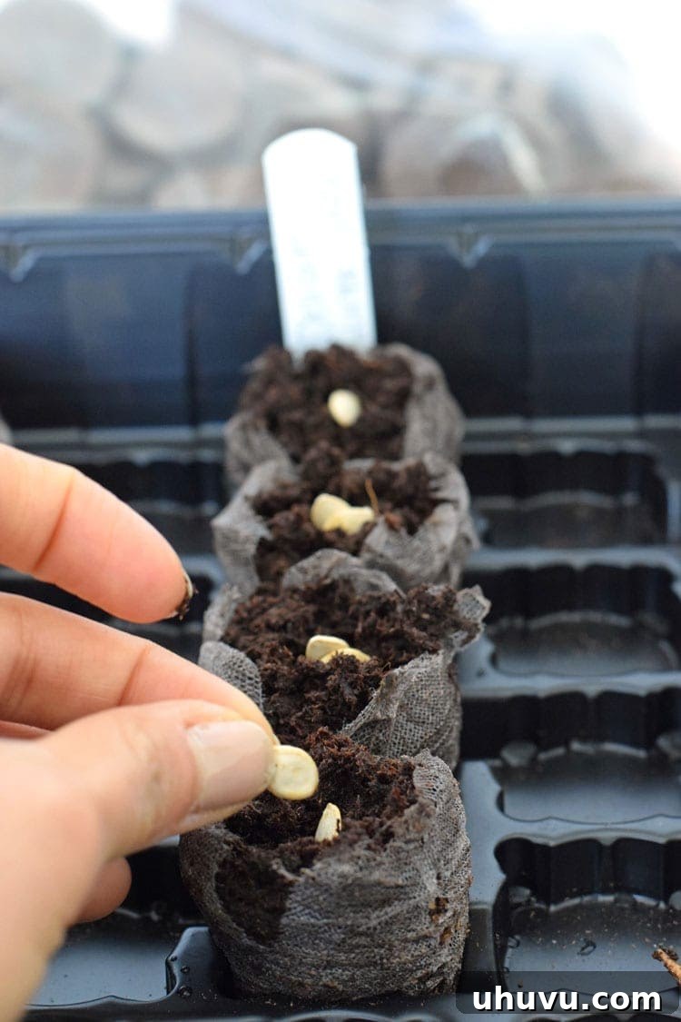 Unlock Indoor Seed Success with Peat Pellets 7 Seeds being carefully placed into the well of an expanded peat pellet, ready for germination.