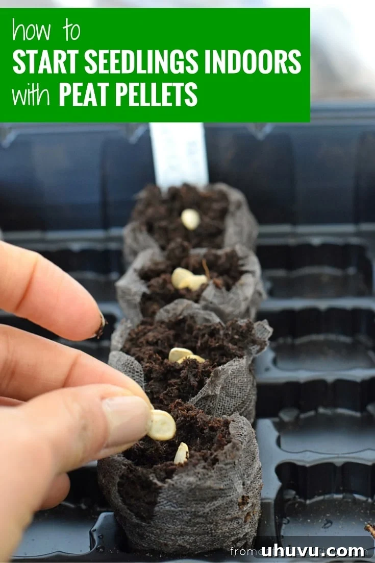Unlock Indoor Seed Success with Peat Pellets 9 Close-up of a tiny seedling emerging from a peat pellet, signaling successful germination and growth.