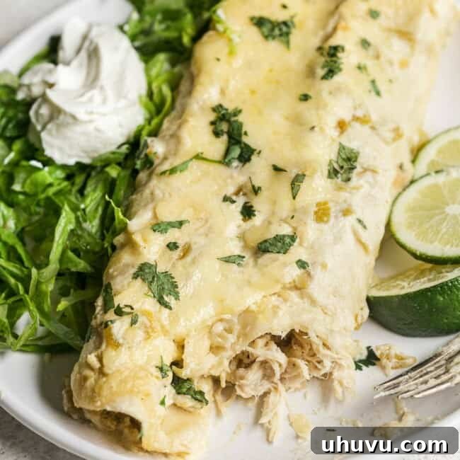 Creamy Chicken Enchiladas 6 White chicken enchiladas topped with cilantro on a plate.