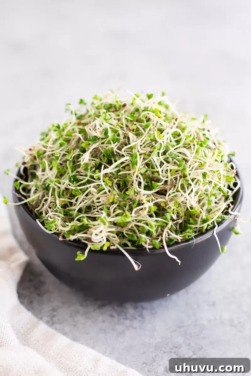 Freshly grown broccoli sprouts at home, ready for harvest