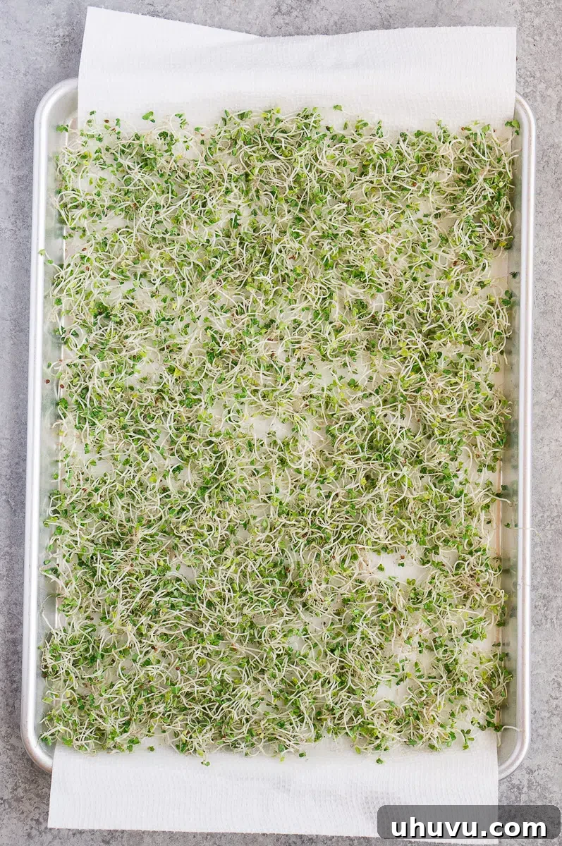 Cleaned broccoli sprouts drying on a paper towel-lined baking sheet