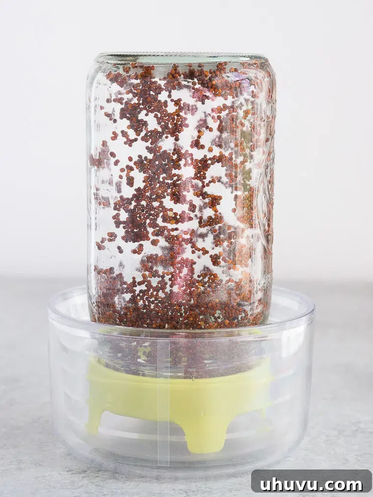 Soaked broccoli seeds in a jar, day 1 of sprouting
