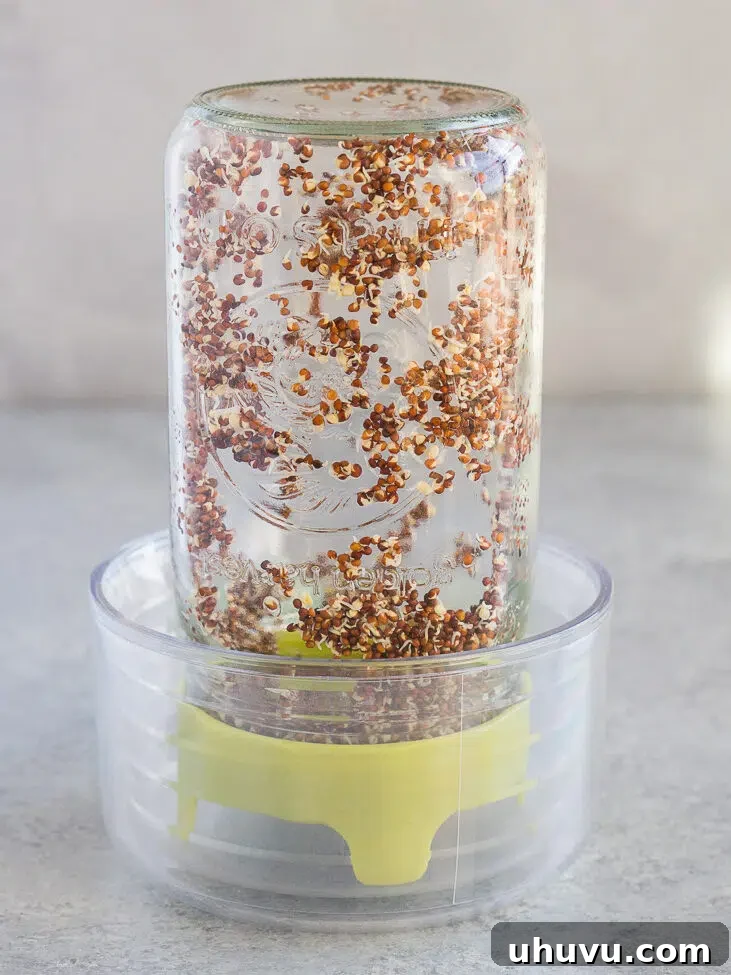 Broccoli seeds with small white root tails emerging on day 2