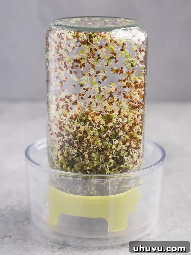 Pale shoots developing from broccoli seeds on day 3