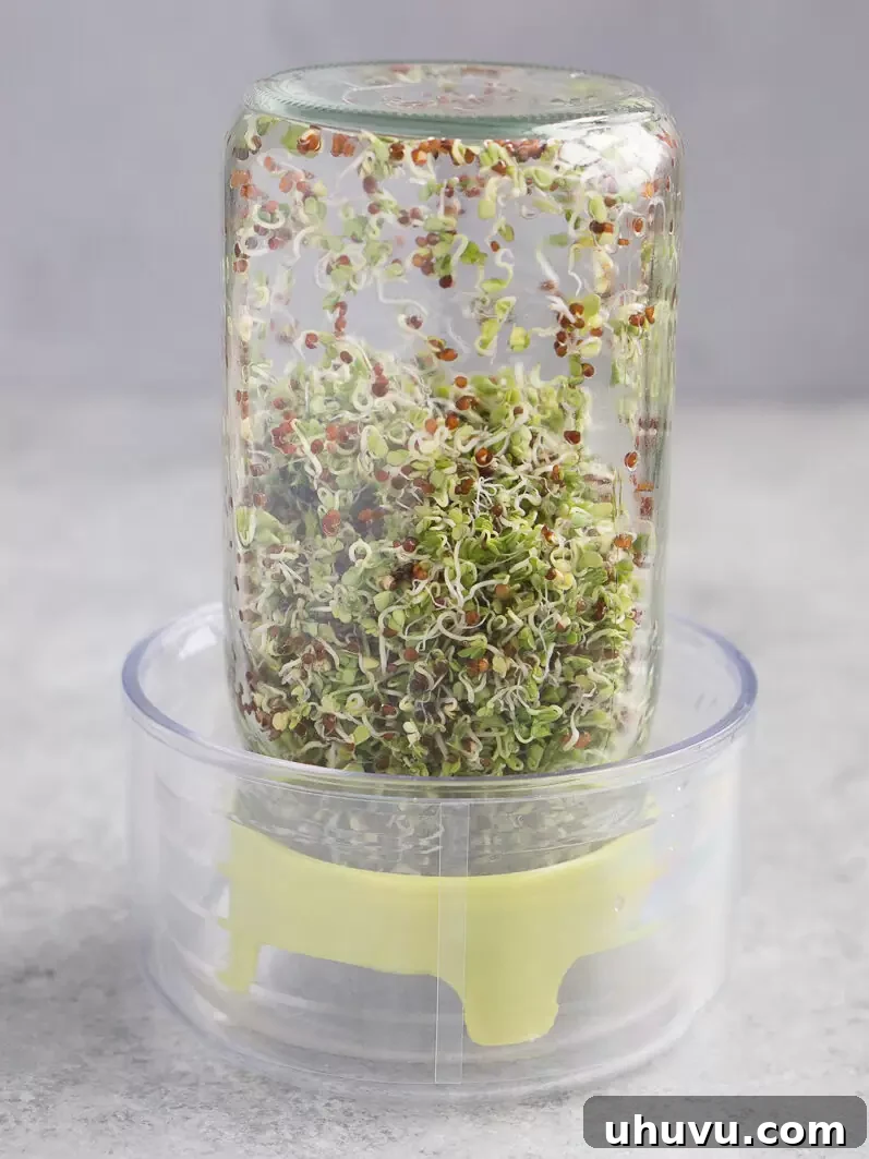 Broccoli sprouts with tiny yellow leaves unfolding on day 4