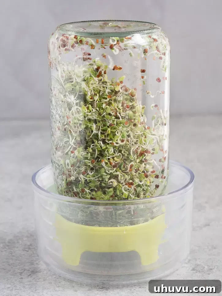 Longer, green broccoli sprouts after several days of growth