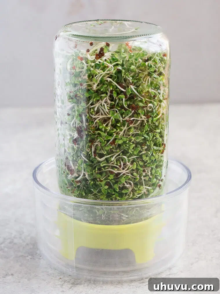 Mature, vibrant green broccoli sprouts in a jar, ready to harvest