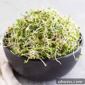 Broccoli sprouts growing in a jar