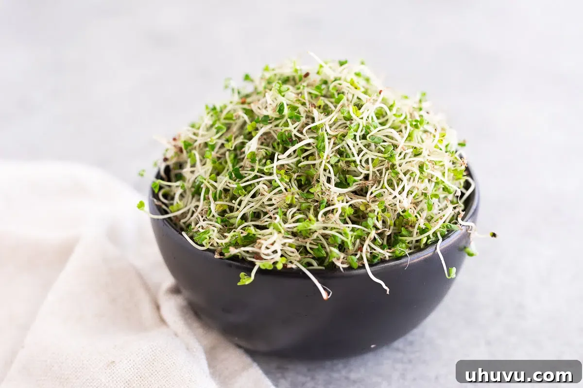 Broccoli sprouts flourishing inside a glass mason jar