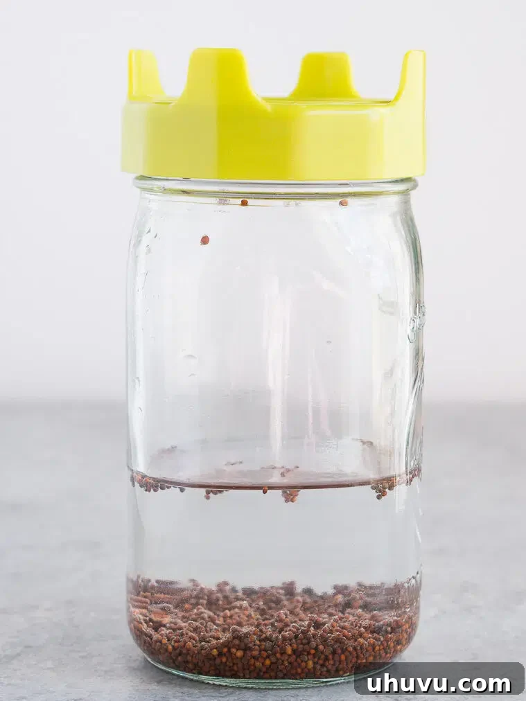 Broccoli seeds soaking in a mason jar with a sprouting lid