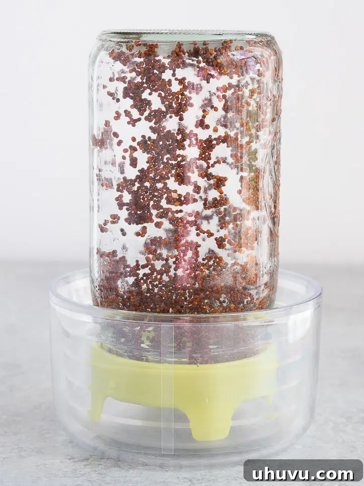 Mason jar tilted for optimal drainage of sprouting broccoli seeds