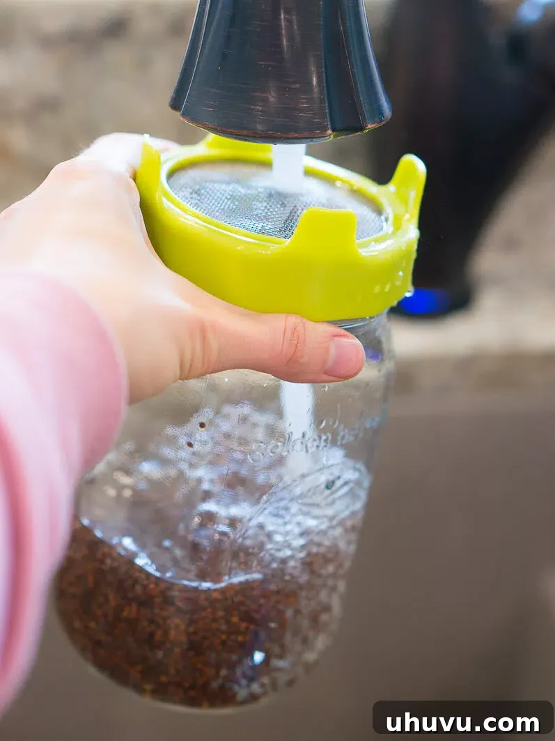 Rinsing growing broccoli sprouts in a jar
