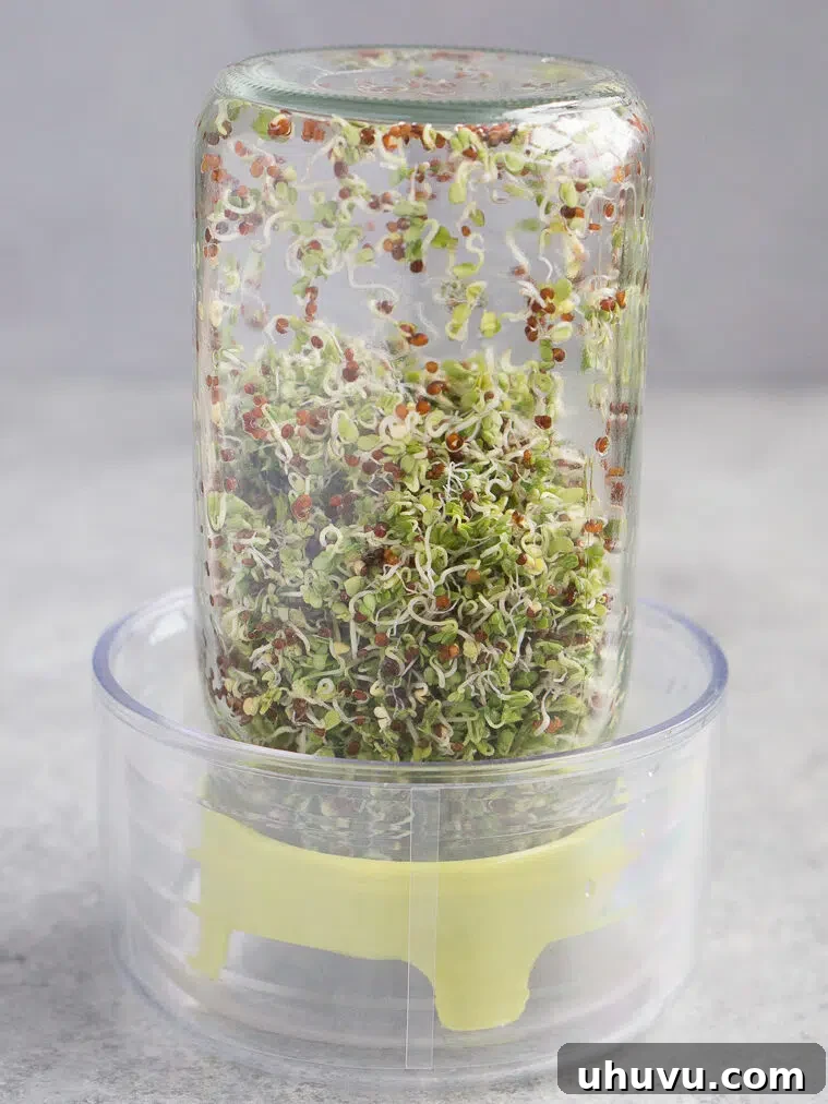 Green broccoli sprouts growing steadily in a glass jar