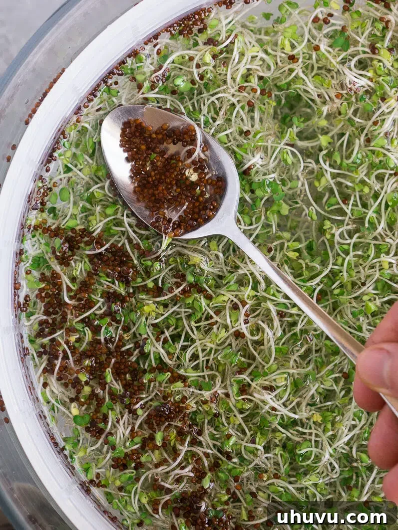 Harvesting and preparing fresh broccoli sprouts