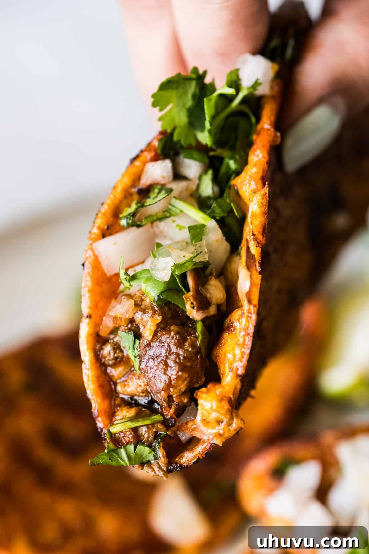 A birria taco stuffed with onions and cilantro.