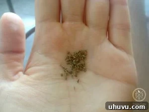 Close-up of Tiny Carrot Seeds Ready for Planting