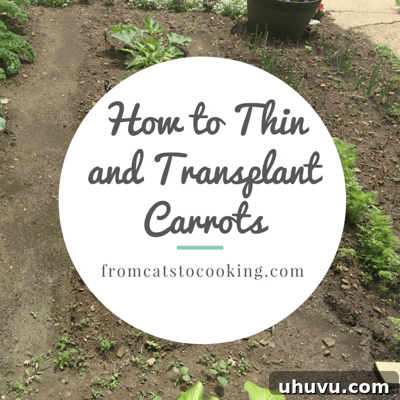 How to Thin and Transplant Carrots: Essential Tips for Beginner Gardeners | fromcatstocooking.com